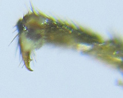 Pristiphora laricis