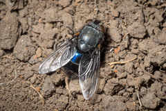 Calliphora quadrimaculata