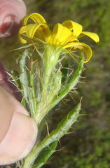 Cullumia aculeata sublanata