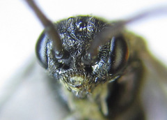 Pristiphora laricis
