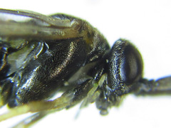 Pristiphora laricis