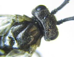 Pristiphora laricis