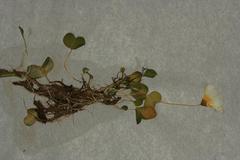 Oxalis dregei