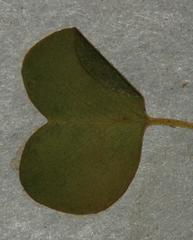 Oxalis dregei