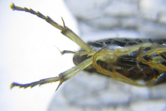 Pristiphora laricis