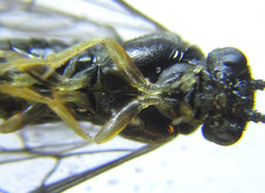 Pristiphora laricis