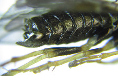 Pristiphora laricis