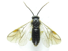 Pristiphora laricis