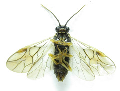 Pristiphora laricis