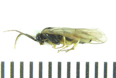 Pristiphora laricis
