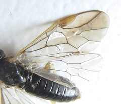 Pristiphora laricis