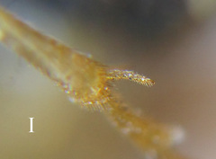 Pristiphora laricis