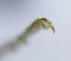 Pristiphora laricis
