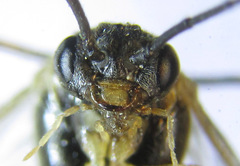 Pristiphora laricis