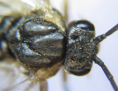 Pristiphora laricis