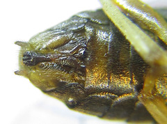 Pristiphora laricis