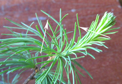 Pristiphora laricis