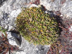 Oldenburgia paradoxa