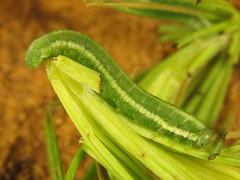 Pristiphora laricis