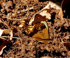 Papilio dardanus cenea