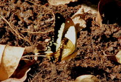 Papilio dardanus cenea