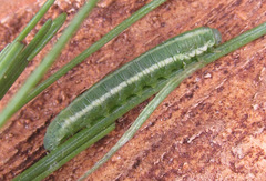 Pristiphora laricis