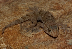 Chondrodactylus bibronii