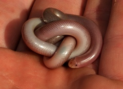 Rhinotyphlops lalandei