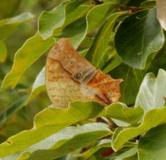 Charaxes varanes varanes