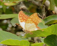Charaxes varanes varanes