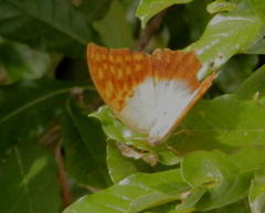 Charaxes varanes varanes