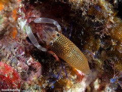 Gnathophyllum elegans