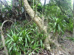 Dracaena aletriformis