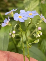 Myosotis nemorosa