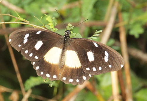 White-banded Swallowtail