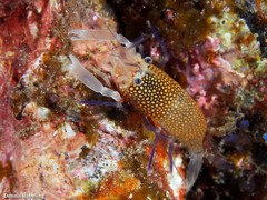 Gnathophyllum elegans