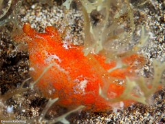 Plocamopherus maderae