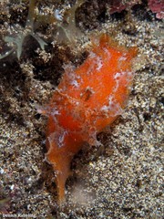 Plocamopherus maderae