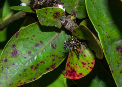 Hyllus semicupreus