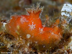 Plocamopherus maderae