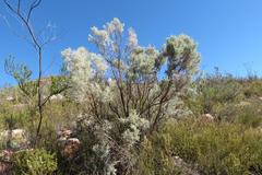 Aspalathus pedunculata
