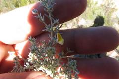 Aspalathus pedunculata