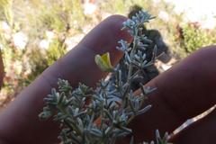 Aspalathus pedunculata