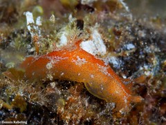 Plocamopherus maderae