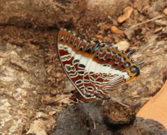 Charaxes brutus natalensis