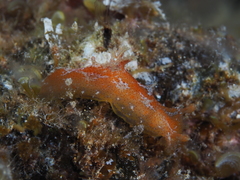 Plocamopherus maderae