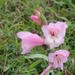 Gladiolus ochroleucus - Photo (c) qgrobler, algunos derechos reservados (CC BY-NC), subido por qgrobler