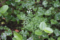 Ligusticum calderi