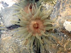 Isactinia olivacea