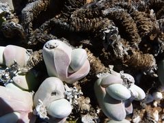 Gibbaeum pubescens
